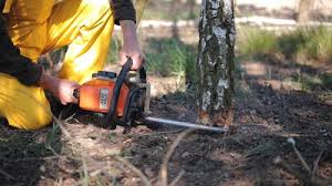 Best Lawn Disease Treatment  in Ithaca, NY