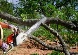 Best Tree Mulching  in Ithaca, NY