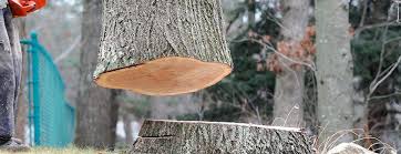 Ithaca, NY Tree Removal Company