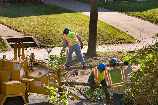 Best Storm Damage Tree Cleanup  in Ithaca, NY