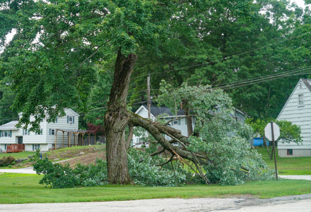 Best Tree Removal  in Ithaca, NY