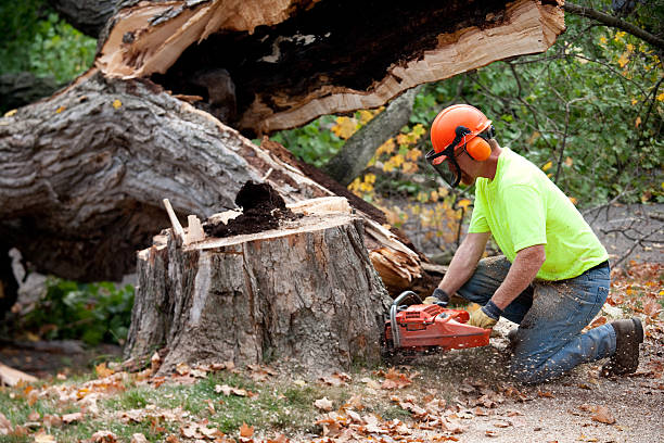 Best Tree Disease Treatment  in Ithaca, NY